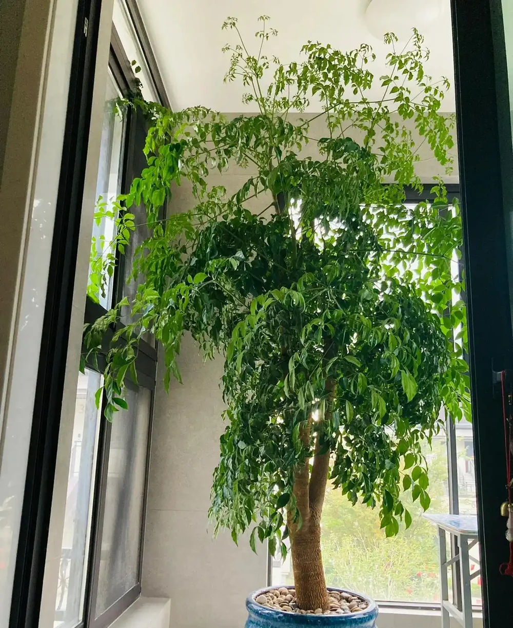9種「耐陰花」,適合養客廳,就算「採光差」,也能長得好