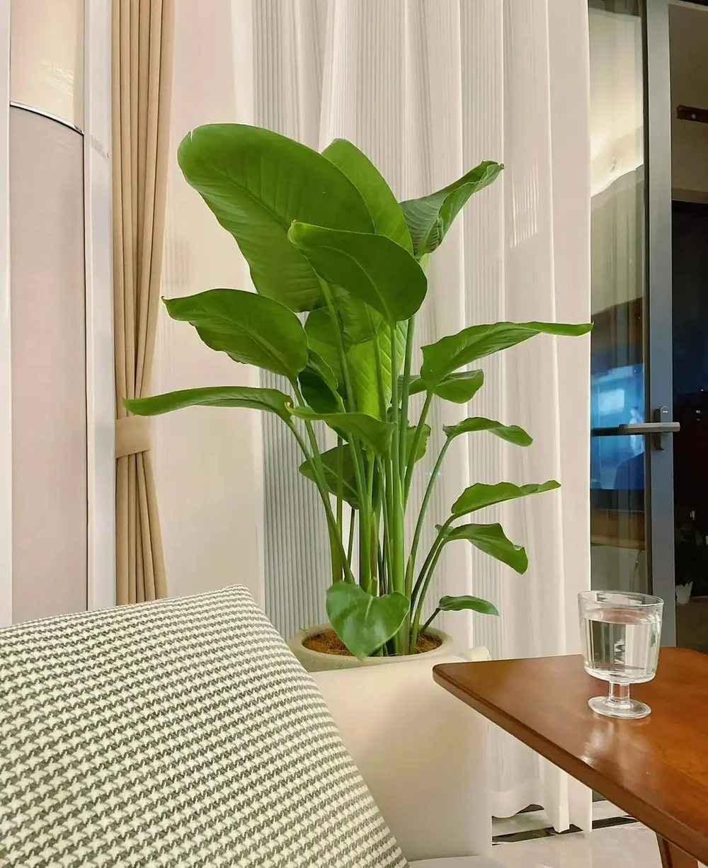 9種「耐陰花」,適合養客廳,就算「採光差」,也能長得好