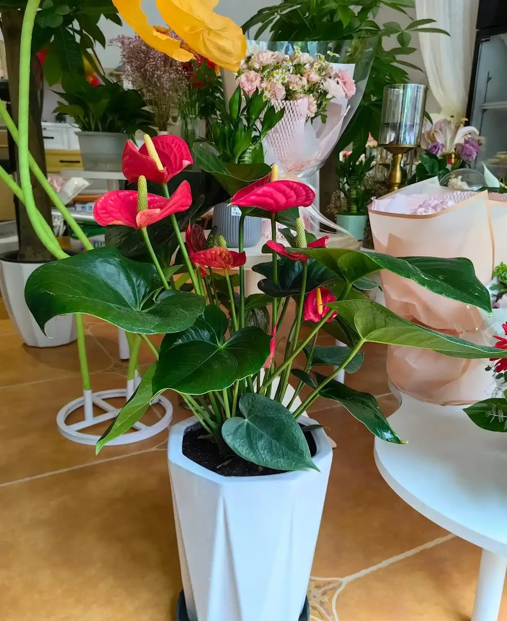 9種「耐陰花」,適合養客廳,就算「採光差」,也能長得好
