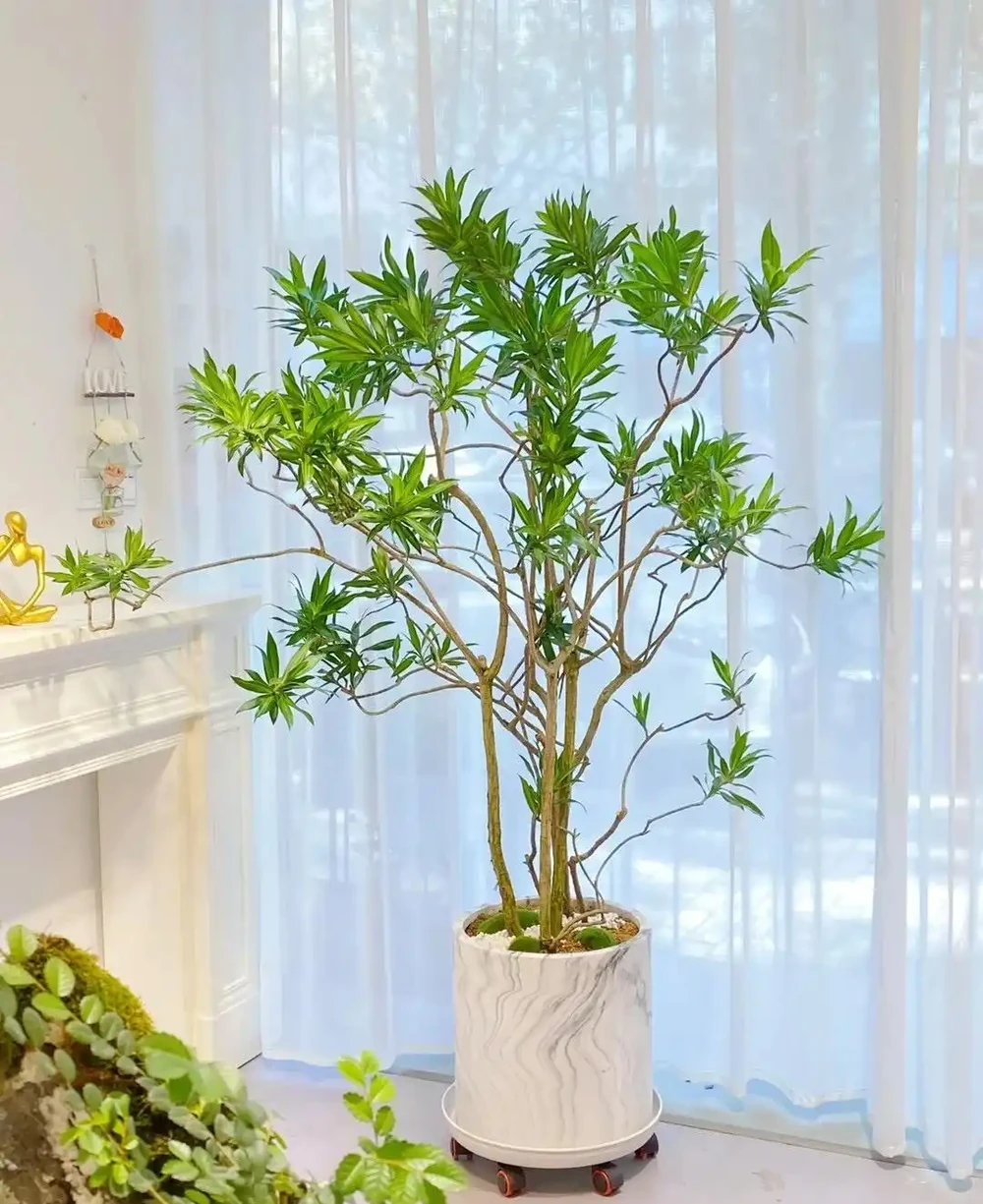 9種「耐陰花」,適合養客廳,就算「採光差」,也能長得好