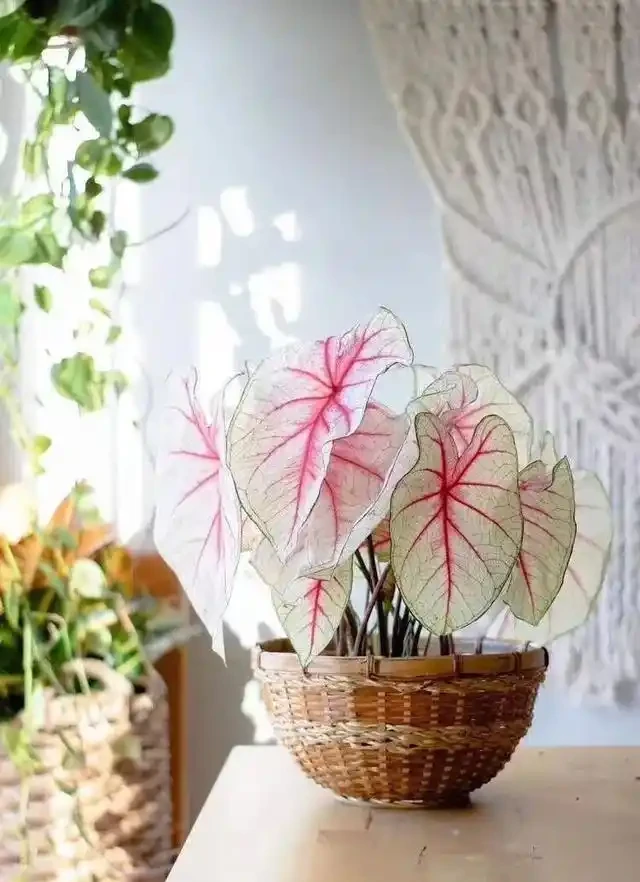 9種「耐陰花」,適合養客廳,就算「採光差」,也能長得好
