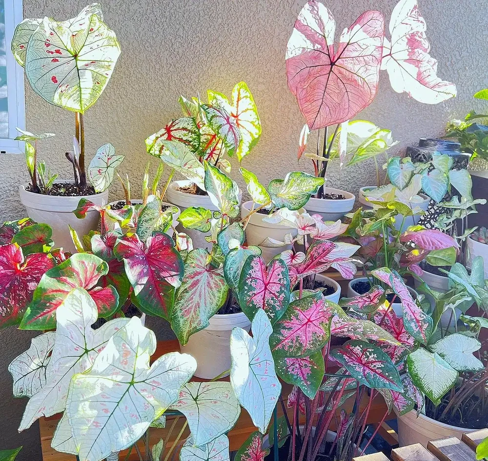 9種「耐陰花」,適合養客廳,就算「採光差」,也能長得好