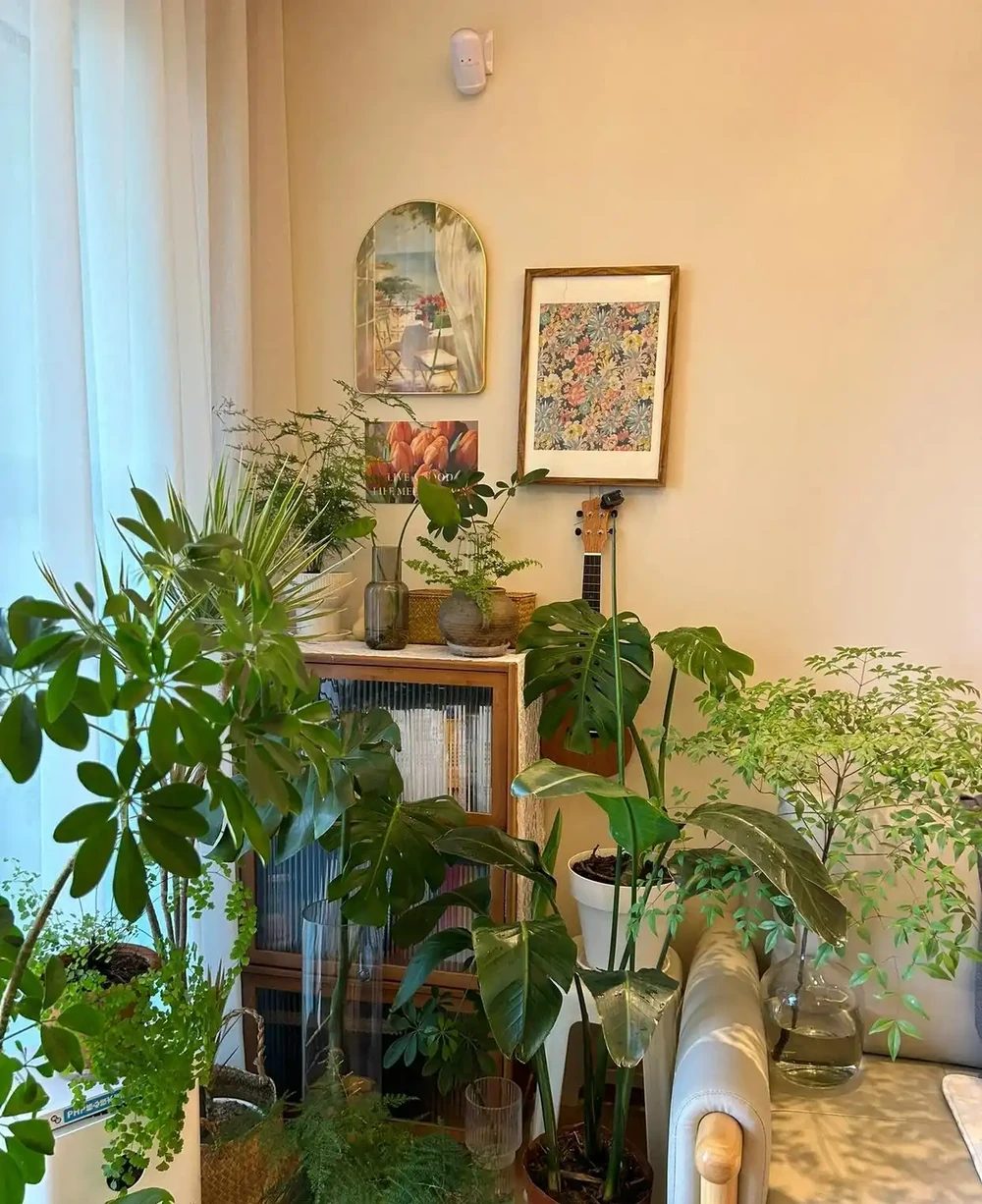 9種「耐陰花」,適合養客廳,就算「採光差」,也能長得好