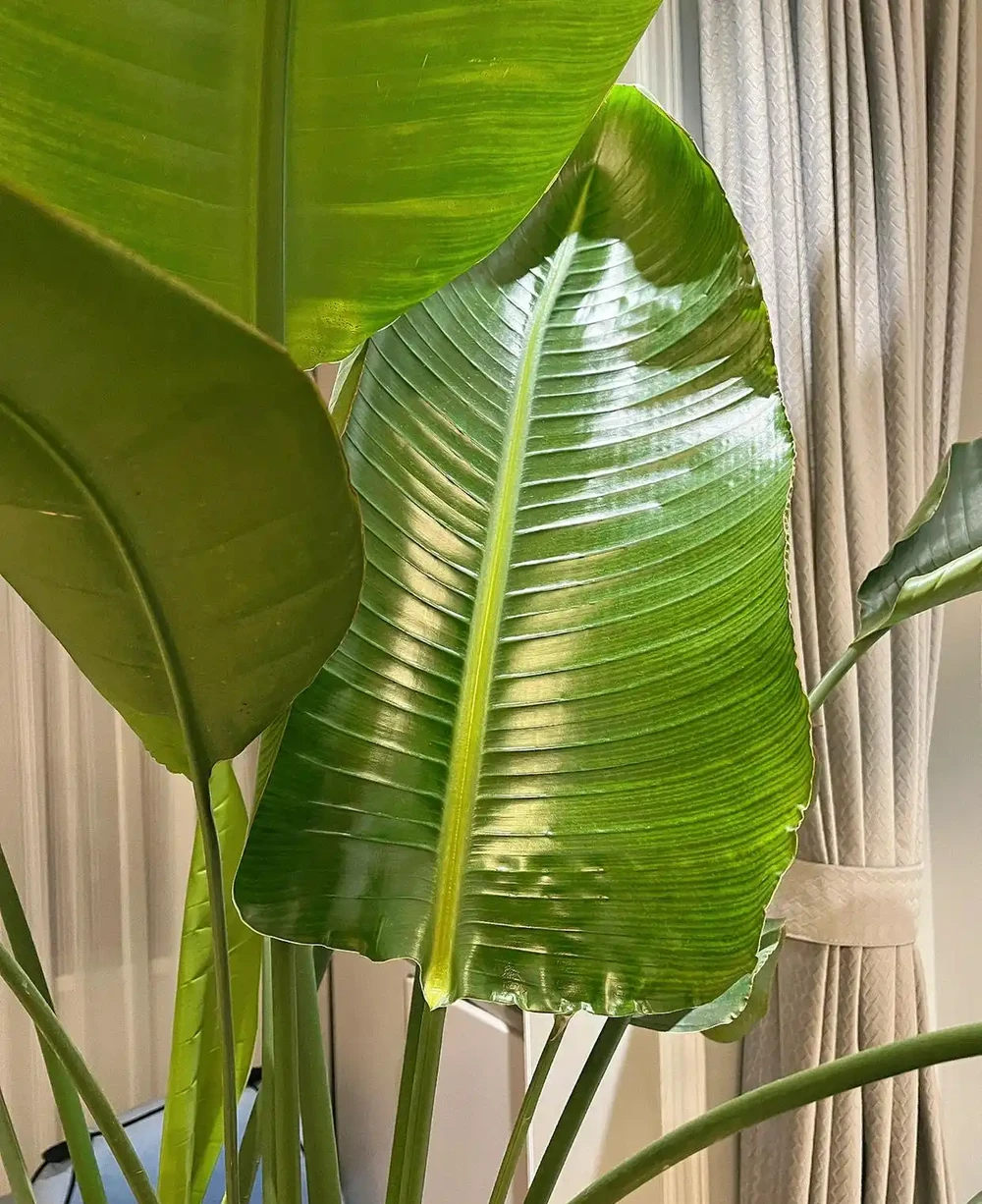9種「耐陰花」,適合養客廳,就算「採光差」,也能長得好
