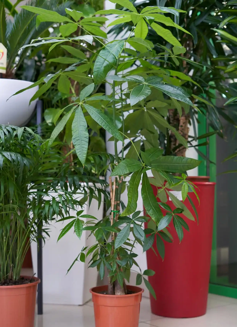 幸福樹掉枝掉葉怎麼辦?