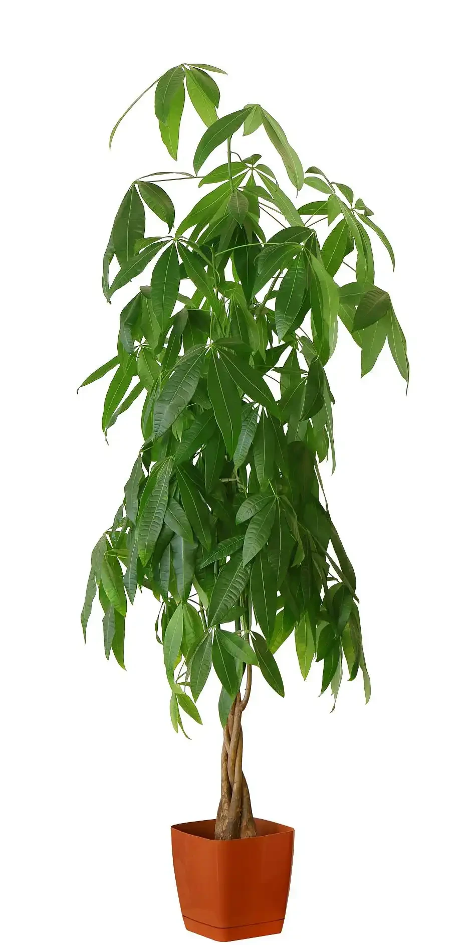 幸福樹掉枝掉葉怎麼辦?