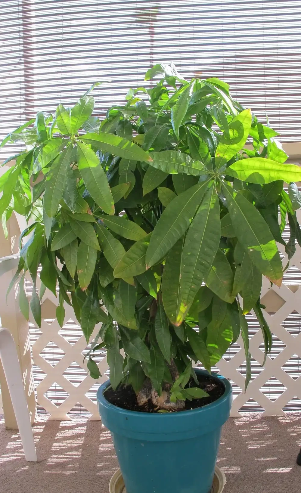 幸福樹掉枝掉葉怎麼辦?