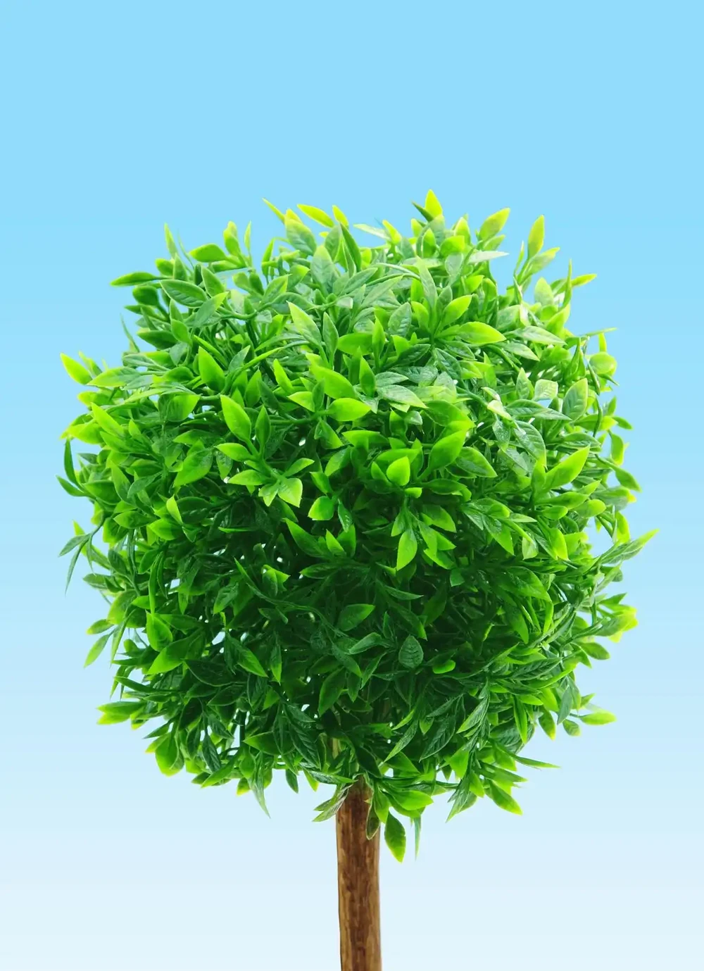 幸福樹掉枝掉葉怎麼辦?