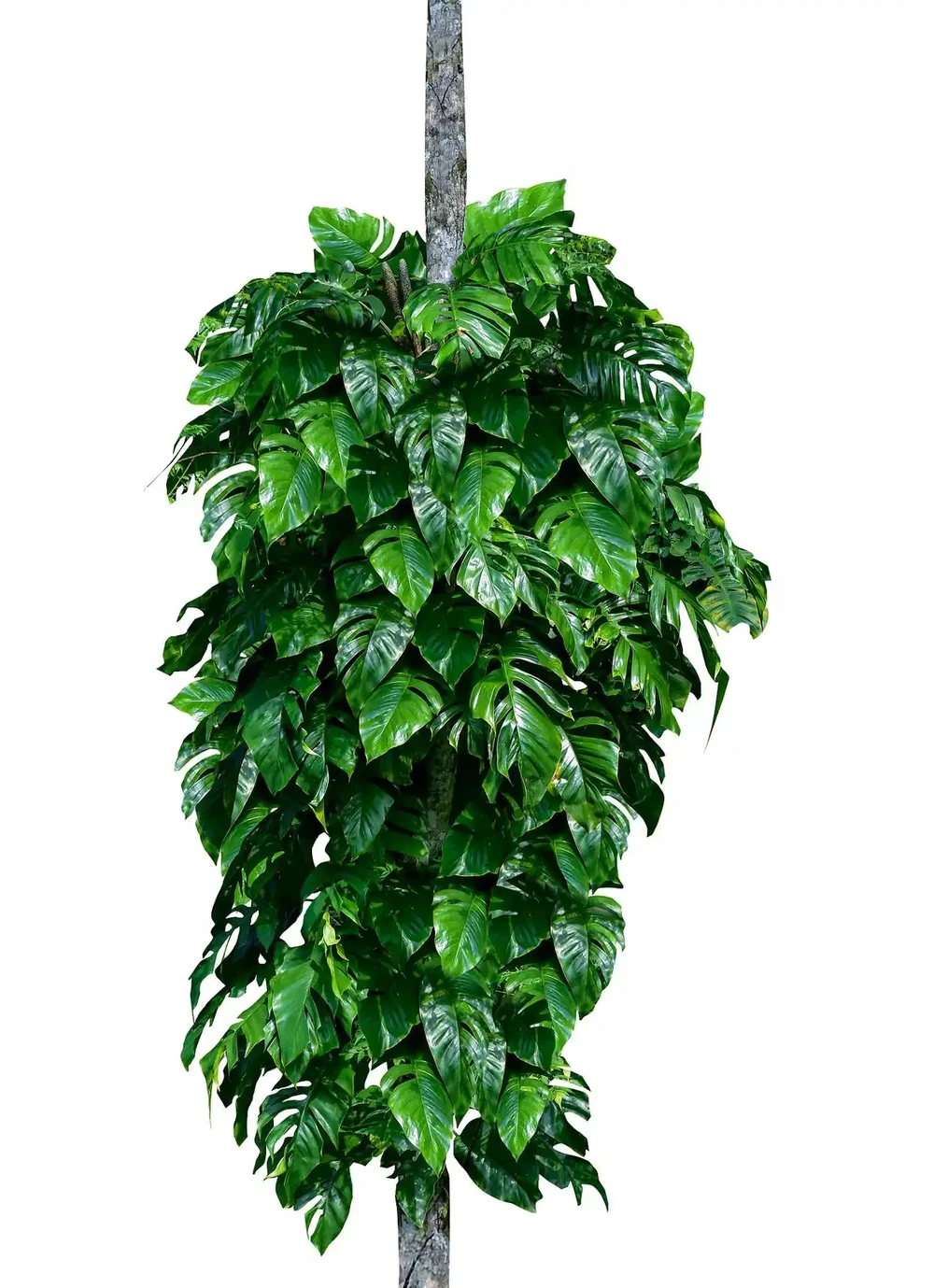 幸福樹掉枝掉葉怎麼辦?