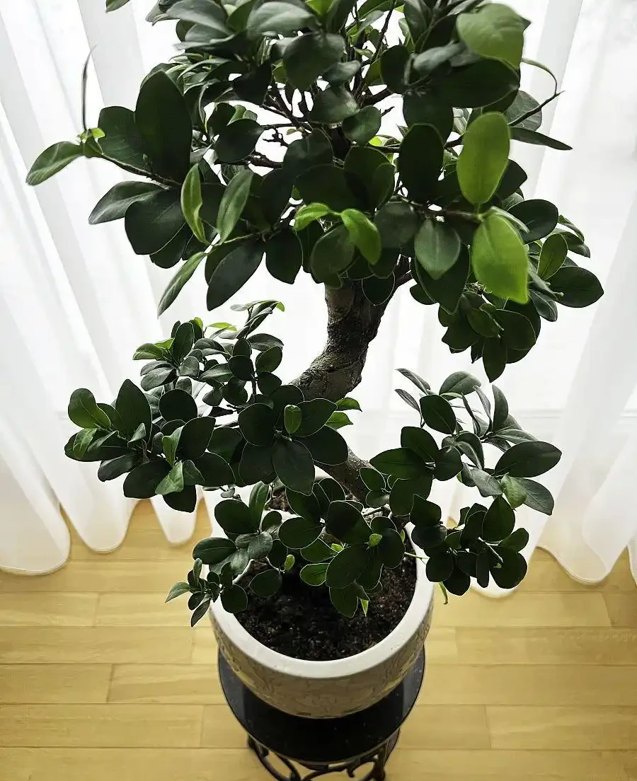 幸福樹掉枝掉葉怎麼辦?