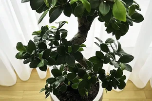 幸福樹掉枝掉葉怎麼辦？