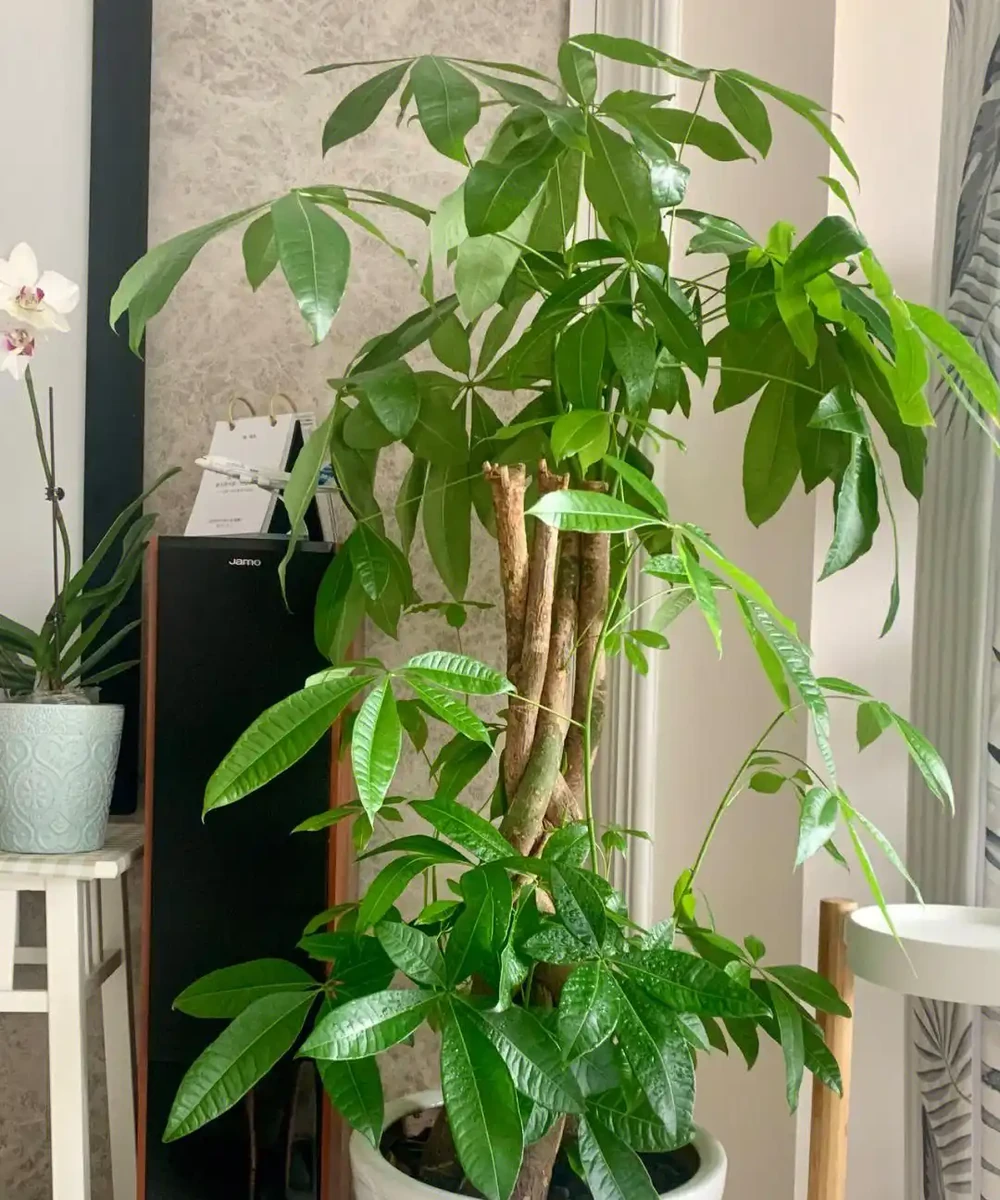 發財樹長得太高了怎麼修剪?