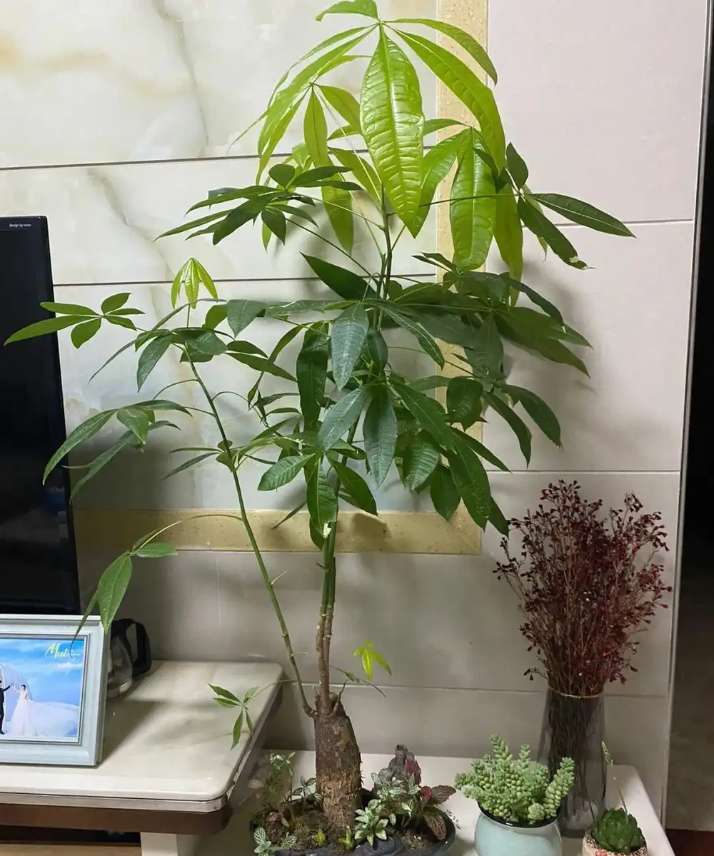 發財樹長得太高了怎麼修剪?