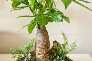 發財樹長得太高了怎麼修剪？
