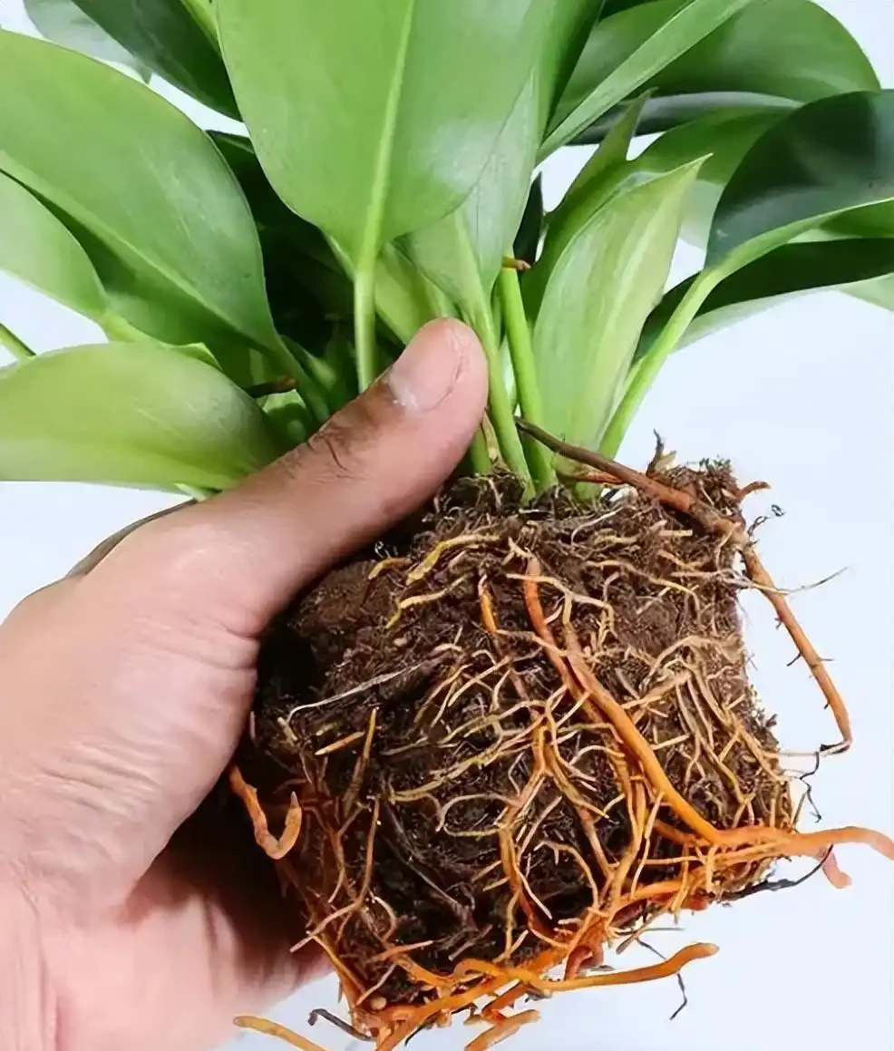 綠植金鑽的養殖方法