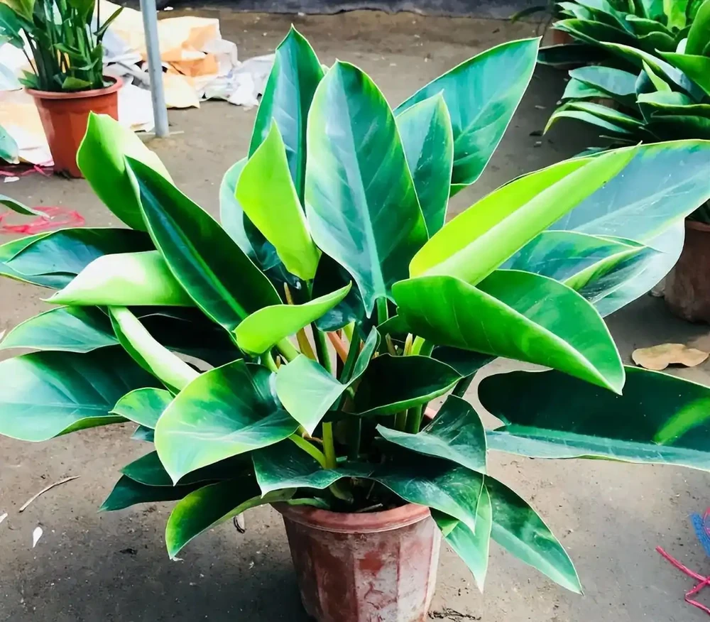綠植金鑽的養殖方法