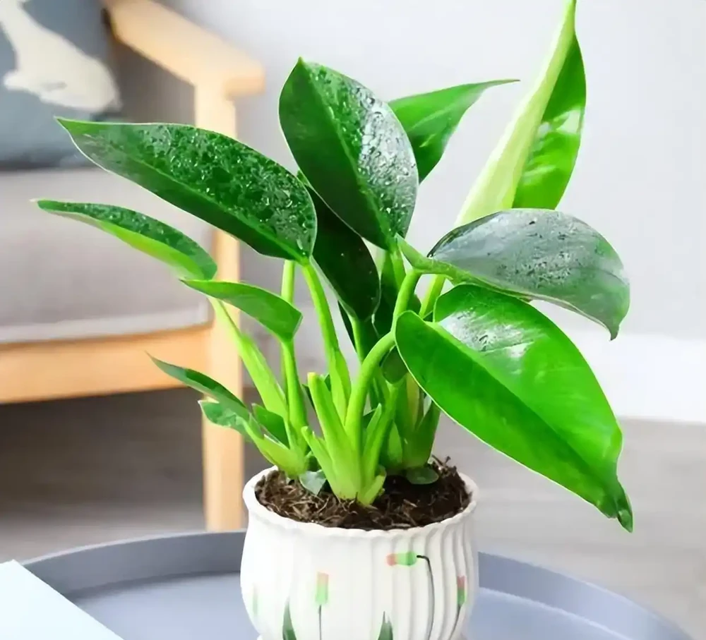 綠植金鑽的養殖方法