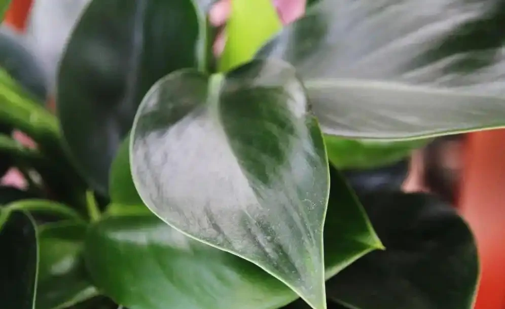 綠植金鑽的養殖方法