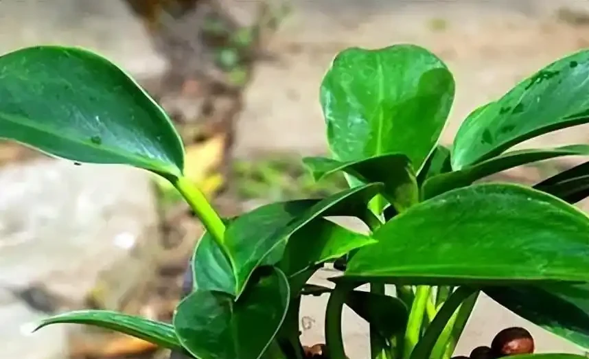 綠植金鑽的養殖方法