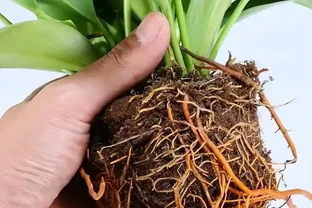 綠植金鑽的養殖方法