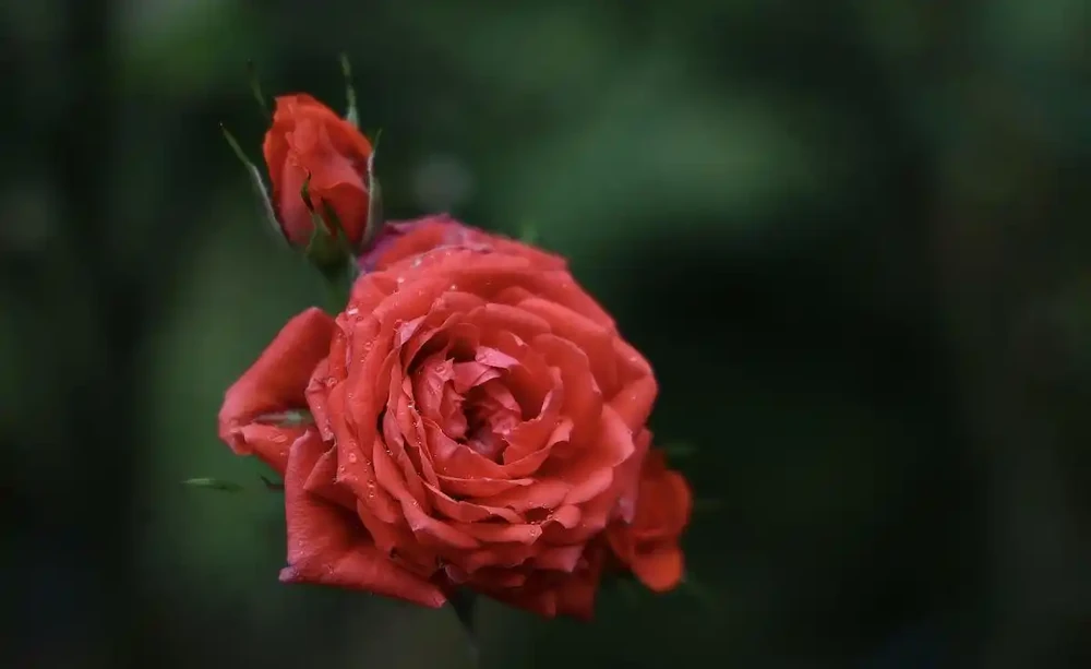 家居園藝:玫瑰花怎麼修剪枝葉?