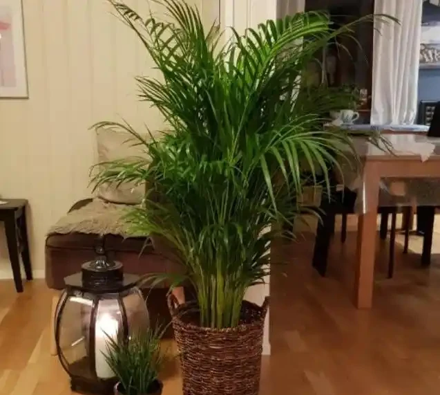 別老是黃金葛黃金葛的了！這些才是「吸毒」植物，養一盆全家人受益