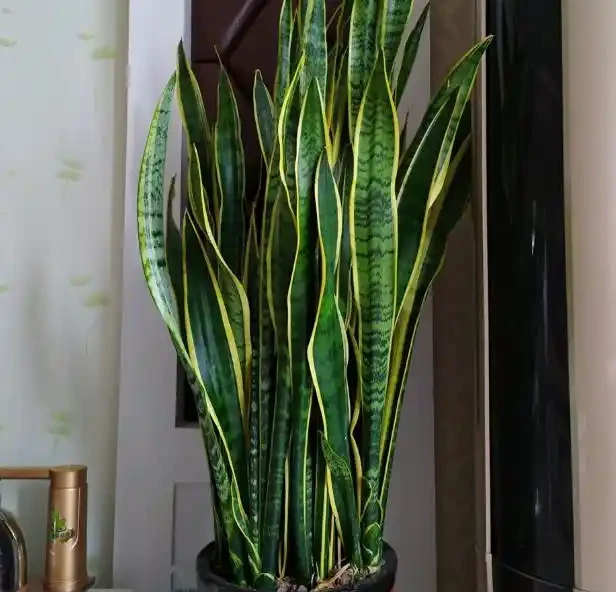 別老是黃金葛黃金葛的了！這些才是「吸毒」植物，養一盆全家人受益