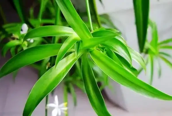 別老是黃金葛黃金葛的了！這些才是「吸毒」植物，養一盆全家人受益