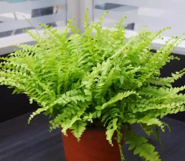 別老是黃金葛黃金葛的了！這些才是「吸毒」植物，養一盆全家人受益