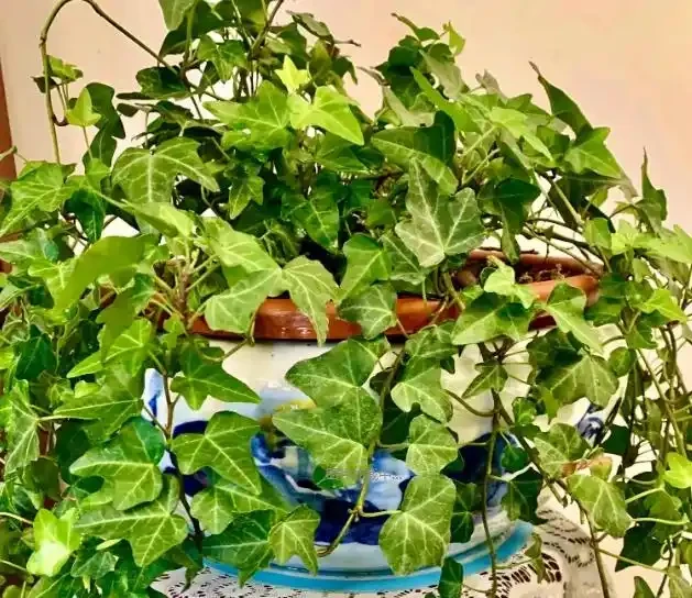 別老是黃金葛黃金葛的了！這些才是「吸毒」植物，養一盆全家人受益