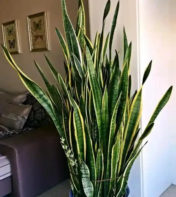 別老是黃金葛黃金葛的了！這些才是「吸毒」植物，養一盆全家人受益