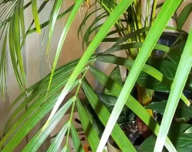 別老是黃金葛黃金葛的了！這些才是「吸毒」植物，養一盆全家人受益