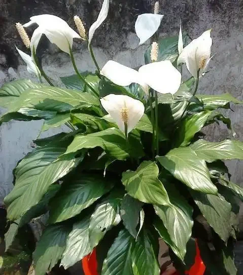 別老是黃金葛黃金葛的了！這些才是「吸毒」植物，養一盆全家人受益