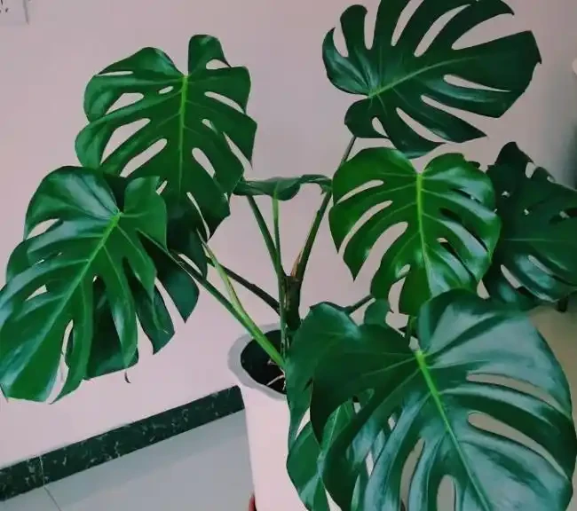 別老是黃金葛黃金葛的了！這些才是「吸毒」植物，養一盆全家人受益