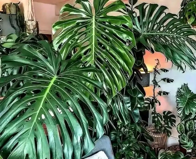 別老是黃金葛黃金葛的了！這些才是「吸毒」植物，養一盆全家人受益