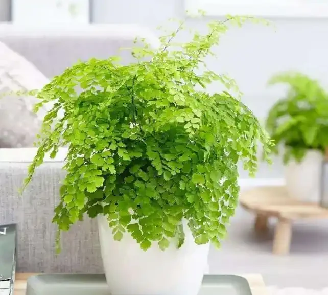 別老是黃金葛黃金葛的了！這些才是「吸毒」植物，養一盆全家人受益