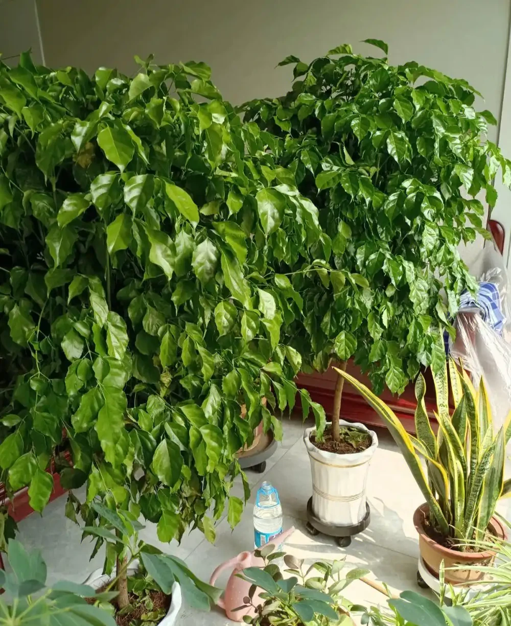 幸福樹黃葉是什麼原因,怎樣處理?