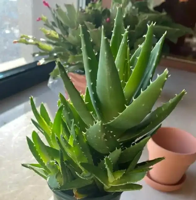 別老是黃金葛黃金葛的了！這些才是「吸毒」植物，養一盆全家人受益