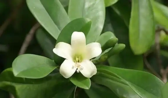 別老是黃金葛黃金葛的了！這些才是「吸毒」植物，養一盆全家人受益