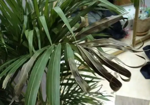 別老是黃金葛黃金葛的了！這些才是「吸毒」植物，養一盆全家人受益