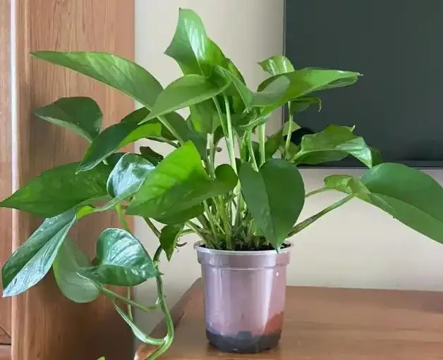 別老是黃金葛黃金葛的了！這些才是「吸毒」植物，養一盆全家人受益