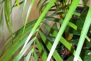 別老是黃金葛黃金葛的了！這些才是「吸毒」植物，養一盆全家人受益