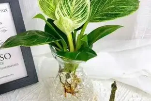 鉑金鑽水耕：簡單有效的養護指南
