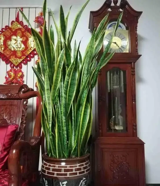 6種公認的「旺財花」,適合養在家裡,養護簡單,寓意極好