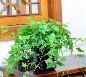 十大淨化空氣的植物