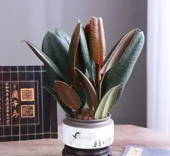 十大淨化空氣的植物