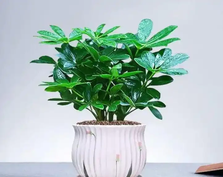 十大淨化空氣的植物