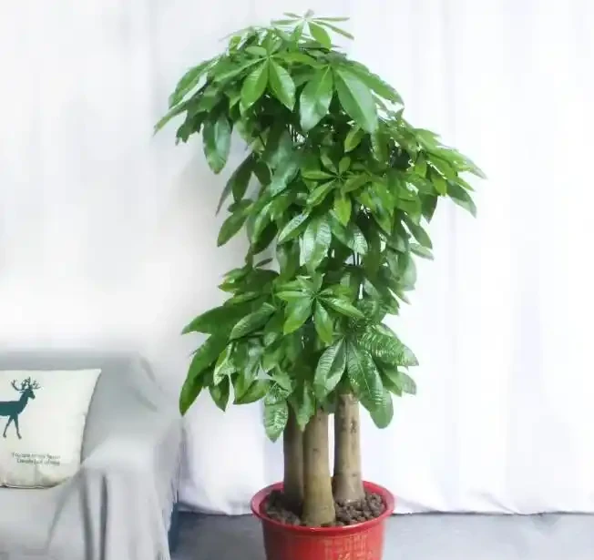 十大淨化空氣的植物