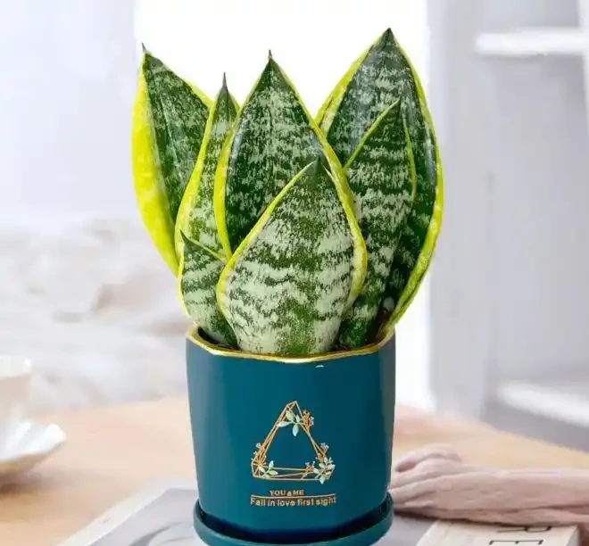 十大淨化空氣的植物