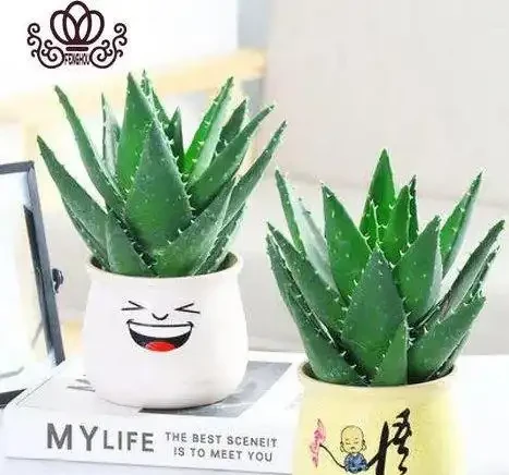 十大淨化空氣的植物